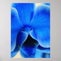 Blaue Orchidee Plakate