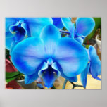 Blaue Orchidee Posterdrucke