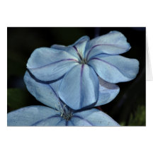 Blaue Plumbago-Anmerkungs-Karte