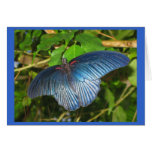 Blaue Schmetterlings-Karte