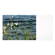 Blaue Teichrückseite der weißen Stämme der Blumen  Foto Karten