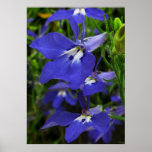 Blauer Lobelia Plakate