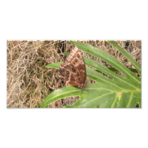 Blauer Morpho Schmetterling Photographien