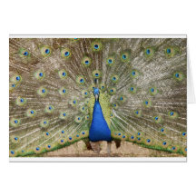 blauer Pfau Grußkarten
