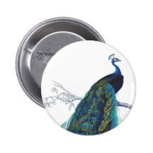 Blauer Pfau mit schönen Schwanzfedern Anstecknadelbuttons