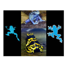 BLAUER PFEIL-FROSCH POSTKARTE