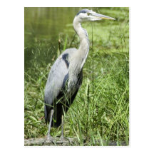 Blauer Reiher Postkarten