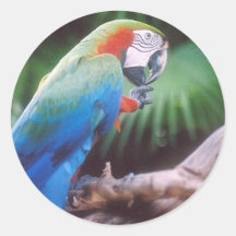 BLAUES GRÜN-PAPAGEI RUNDER STICKER