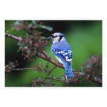 Blaues Jay, Cyaoncitta cristata 2 Kunstphoto