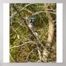 Blaues Jay II Posterdruck