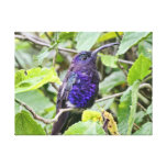 Blaues Kolibri-Foto Gespannte Galeriedrucke