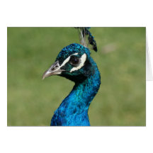 Blaues Peackock Grußkarten