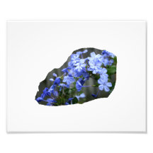 Blaues Plumbago-Blumen-Kaskaden-Foto
