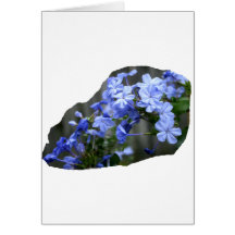 Blaues Plumbago-Blumen-Kaskaden-Foto Grußkarte