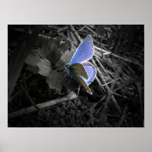 blaues Schmetterlingsplakat