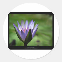 Blaues Wasser-Lilie der Blumen-058 Sticker