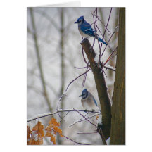 Blauhäher im Winter Karten