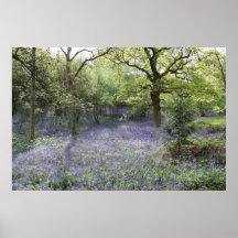Bluebell-Holz II Plakat