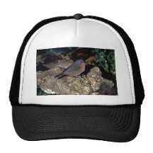 Bluebilled Firefinch Retrocap