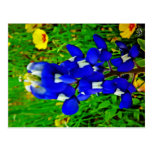 Bluebonnet auf Weide-Stadt-Schleife, Weide-Stadt,  Postkarten