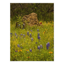 Bluebonnet-Felsen Fotodruck