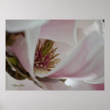 "blühende Magnolien-Blüte" by mysteryella Plakat