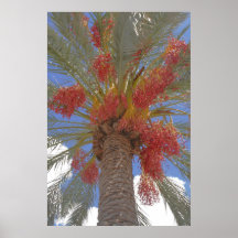 Blühende Palme Plakat
