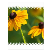 Blühende schwarze mit Augen Susans Postkarte