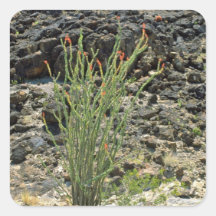 Blühende Wüsten-Pflanzen-Blumen Quadratsticker