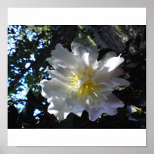 Blume Camelia staubige rosa Farbe Plakatdrucke