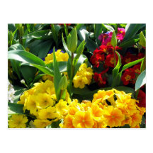 Blume Medly Postkarte