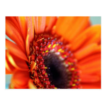 Blume Postkarte