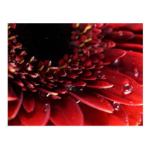 Blume Postkarte