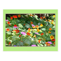 Blumen am San Diego Zoo Postkarte