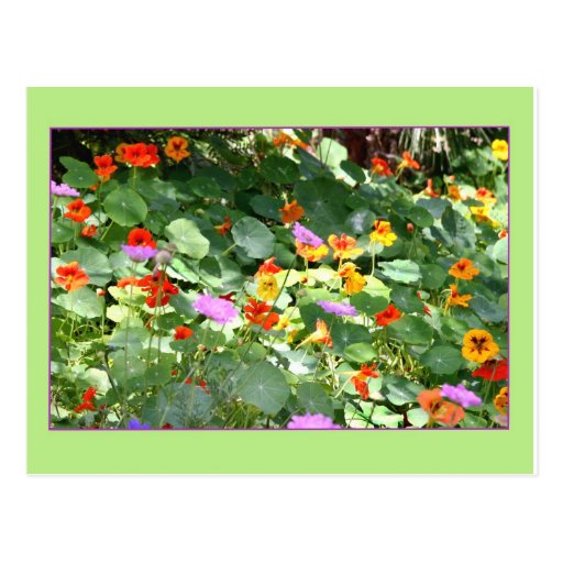 Blumen am San Diego Zoo Postkarte
