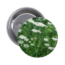 Blumen der wilden Karotte (Daucus Carota) Buttons