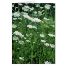 Blumen der wilden Karotte (Daucus Carota) Grußkarte