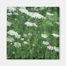 Blumen der wilden Karotte (Daucus Carota) Magnets