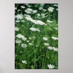Blumen der wilden Karotte (Daucus Carota) Plakatdrucke