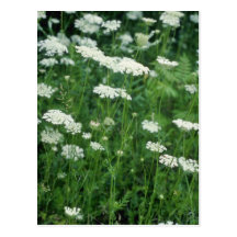 Blumen der wilden Karotte (Daucus Carota) Postkarte