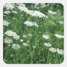 Blumen der wilden Karotte (Daucus Carota) Sticker