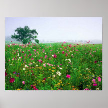 Blumen-Feld von Kentucky Poster