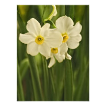 Blumen-Fotografie der Frühlings-Narzissen-(Narziss