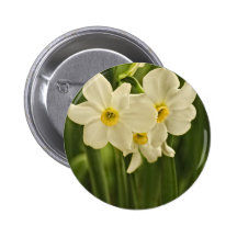 Blumen-Fotografie der Frühlings-Narzissen-(Narziss Button