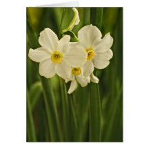 Blumen-Fotografie der Frühlings-Narzissen-(Narziss Karten