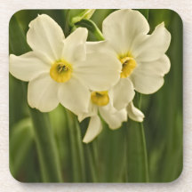 Blumen-Fotografie der Frühlings-Narzissen-(Narziss Drink Untersetzer