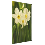 Blumen-Fotografie der Frühlings-Narzissen-(Narziss Galerie Faltleinwand