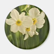 Blumen-Fotografie der Frühlings-Narzissen-(Narziss Kühlschrankmagnet