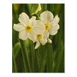 Blumen-Fotografie der Frühlings-Narzissen-(Narziss Postkarten