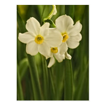 Blumen-Fotografie der Frühlings-Narzissen-(Narziss Postkarten
